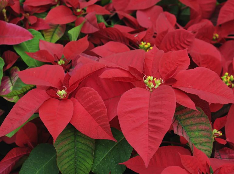 Red poinsettia flowers closeup